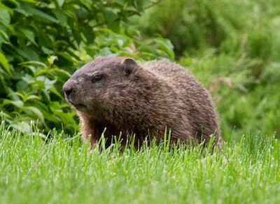 Why Applying for Jobs is like Groundhog Day for Candidates